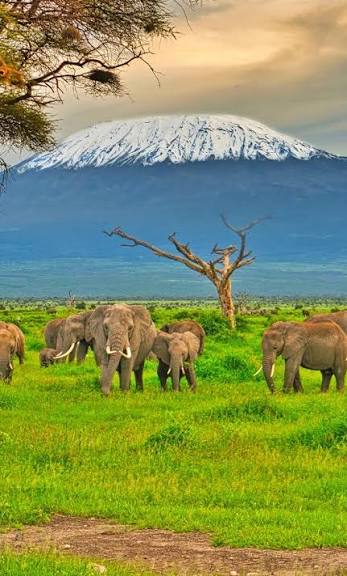 Amboseli Park